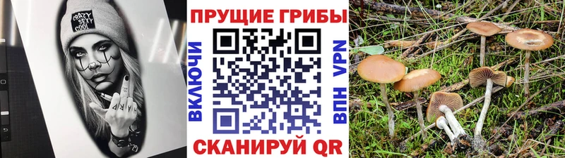 Купить  Козловка  Галлюциногенные грибы ЛСД 